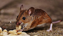 24 Hour & Emergency Exterminators in Mount Arlington, NJ